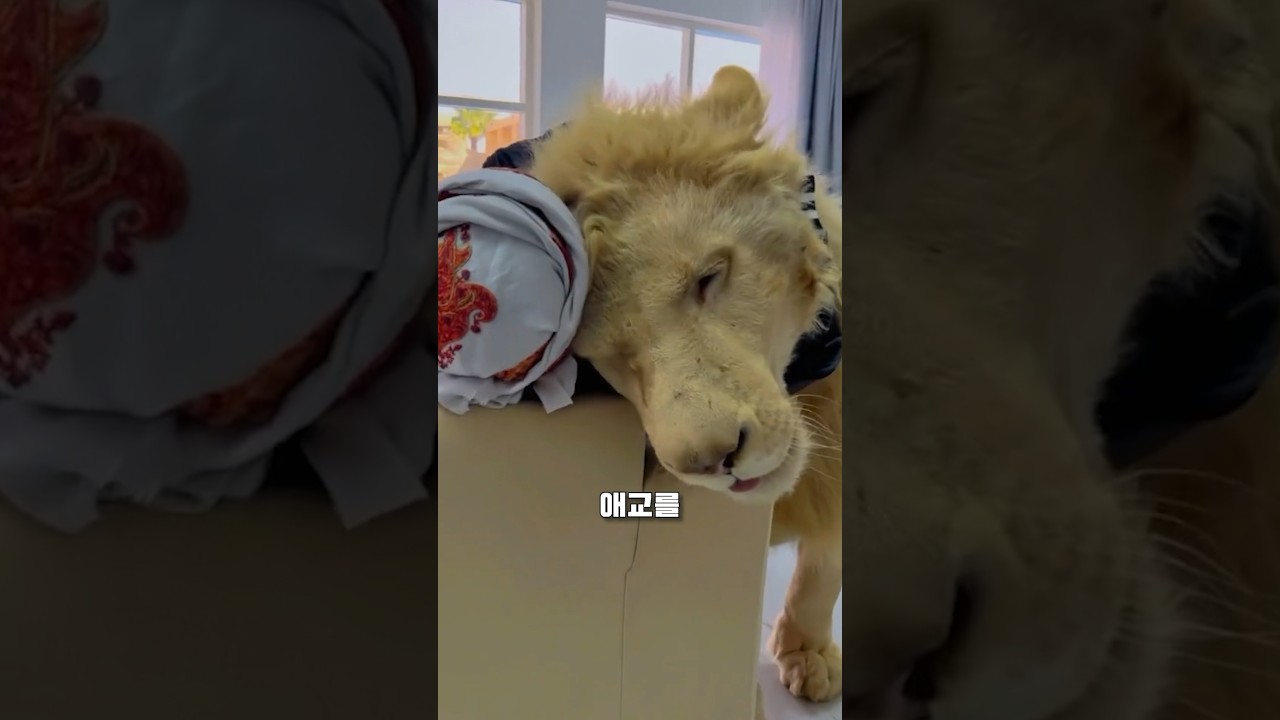 큰 고양이의 하악질 🐱