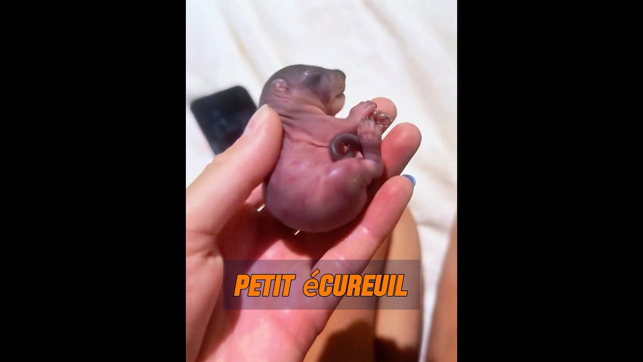 Rencontre avec un petit animal ressemblant à une souris 🐭