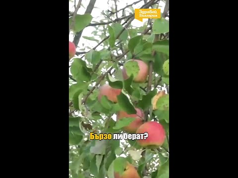 Заловиха служители на НКЖИ да крадат ябълки от частна градина по време на дежурство #zdraveibulgaria