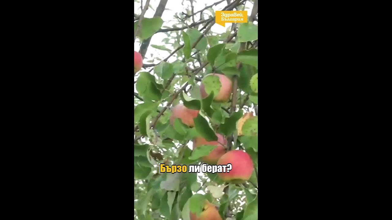 Служители на НКЖИ заловени да крадат ябълки от частна градина 🍏