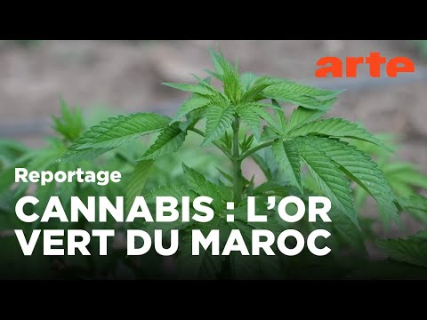 Maroc : les nouveaux rois du Rif (2022) | ARTE Reportage