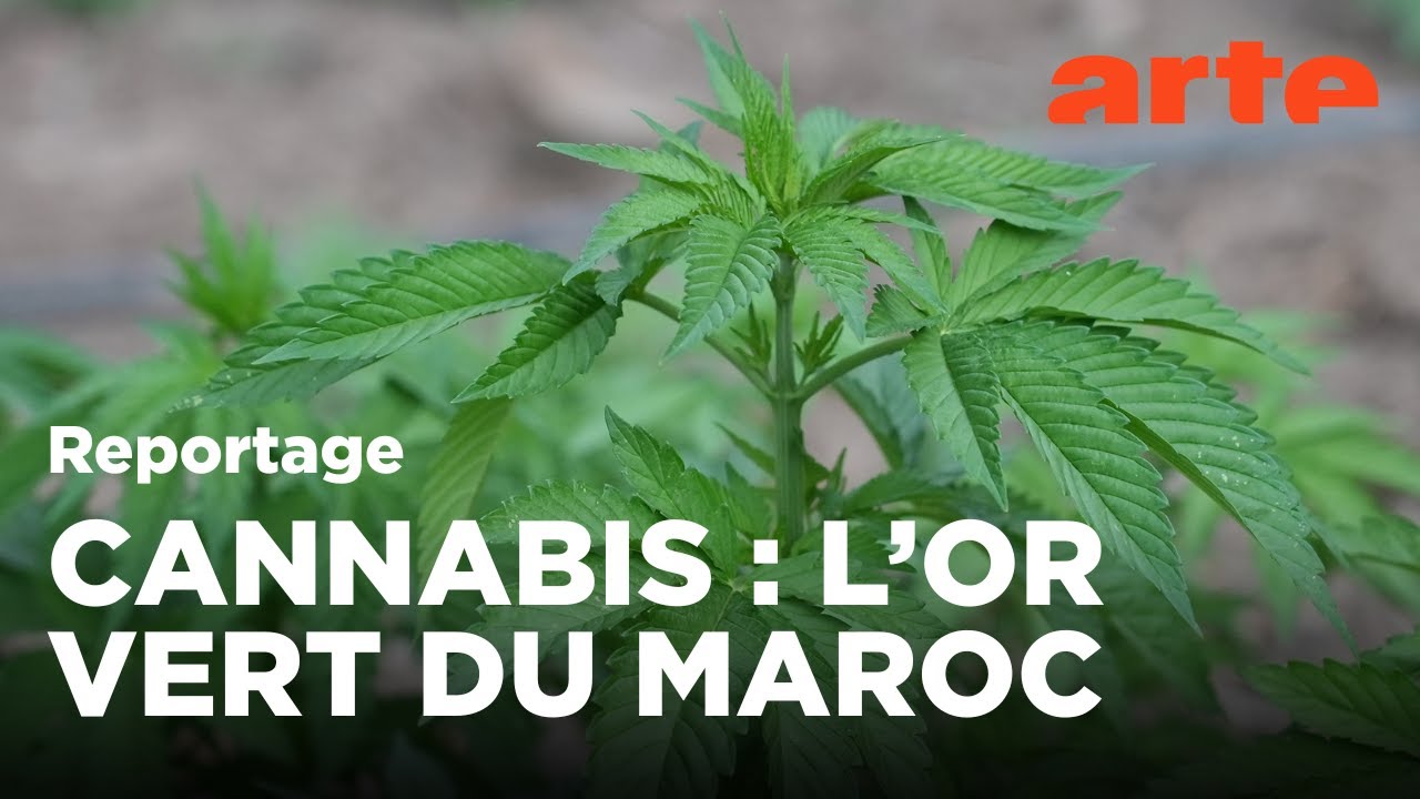 Maroc : La Rébellion du Rif et ses Nouveaux Leaders en 2022 🇲🇦