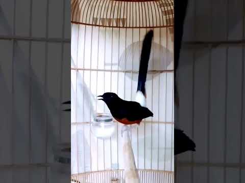 kretekan pedas murai batu bikin emosi lawan