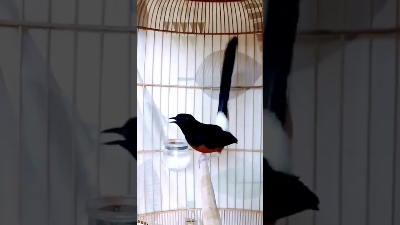 Kretek Pedas Murai Batu yang Bikin Lawan Emosi 🔥