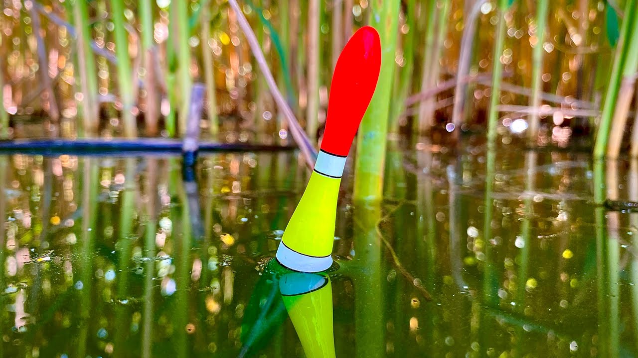 Дикий сазан и карась на поплавок в Днепре 🐟