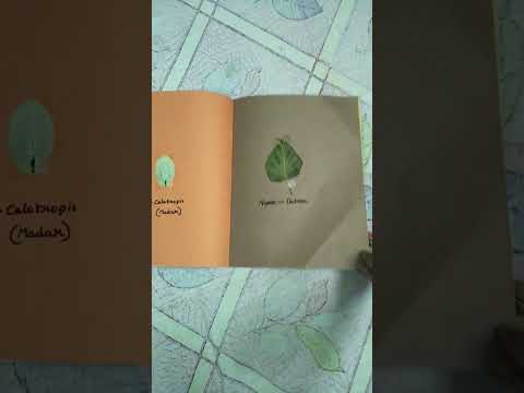 DIY scrapbook Herberium file 😊