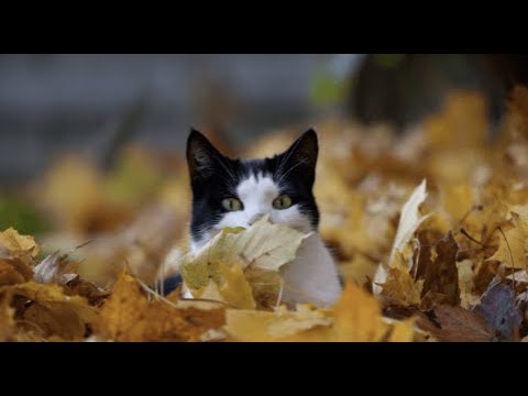 L'Automne 2 : Land Art 🌿 (1-15 Oct 2025)