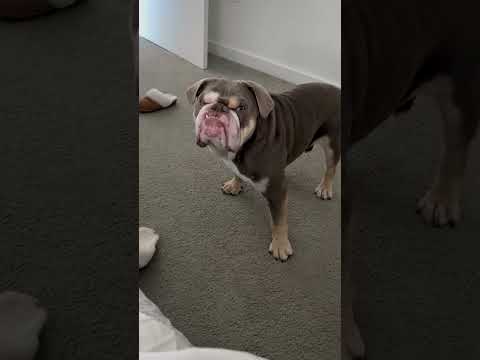 Bulldog pulls grumpy face when he's told not to bark 🤣