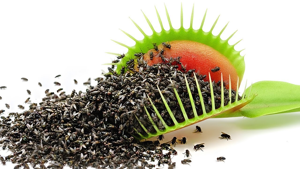 1,000 Flies vs. 50 Venus Fly Traps 🪰
