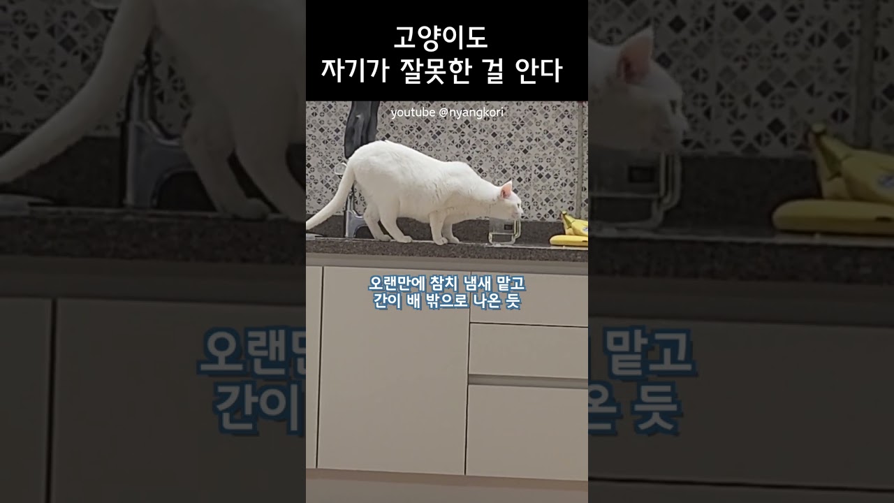 고양이 혼내기 방법 🐾냥꼬들 소개 & 리뷰