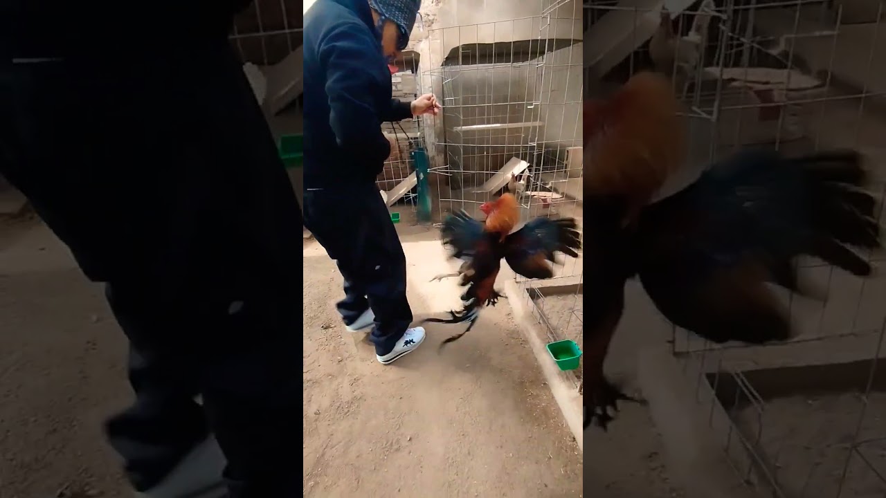 Gallos de Combate en Gallofino 🐓