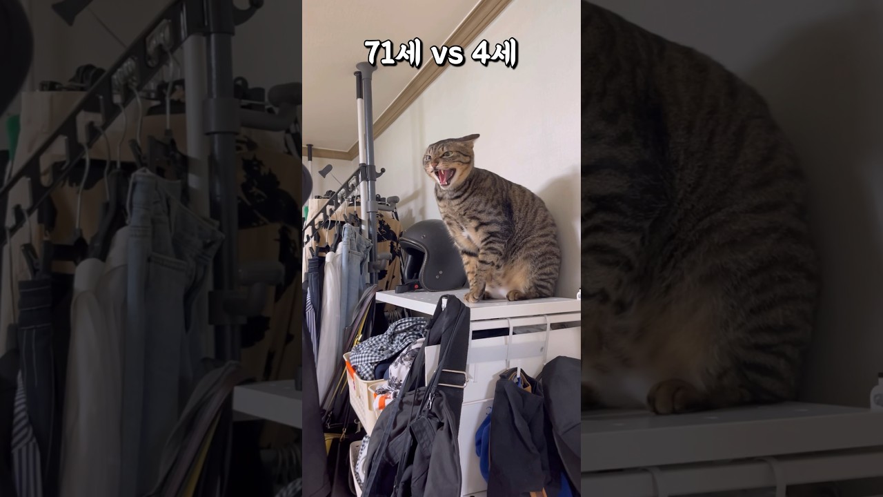 71세 외삼촌과 4세 아이의 놀아주기 대결 🎮