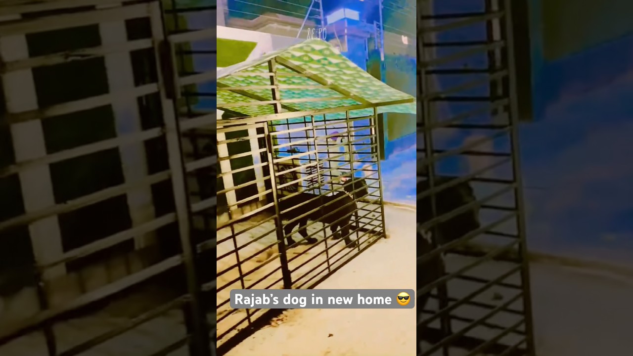 Rajab’s dog new look😎 #rajabfamily #rajabvlogs #vlogs #trendingshorts #viralvideo #shortfeed