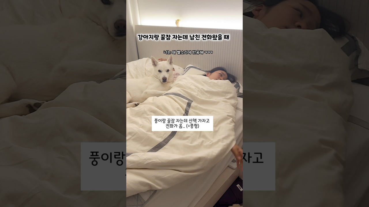 강아지와 꿀잠 중 남친 전화📱