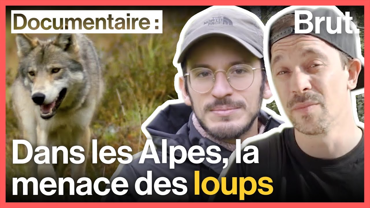 Retour des loups : inquiétudes des bergers 🐺