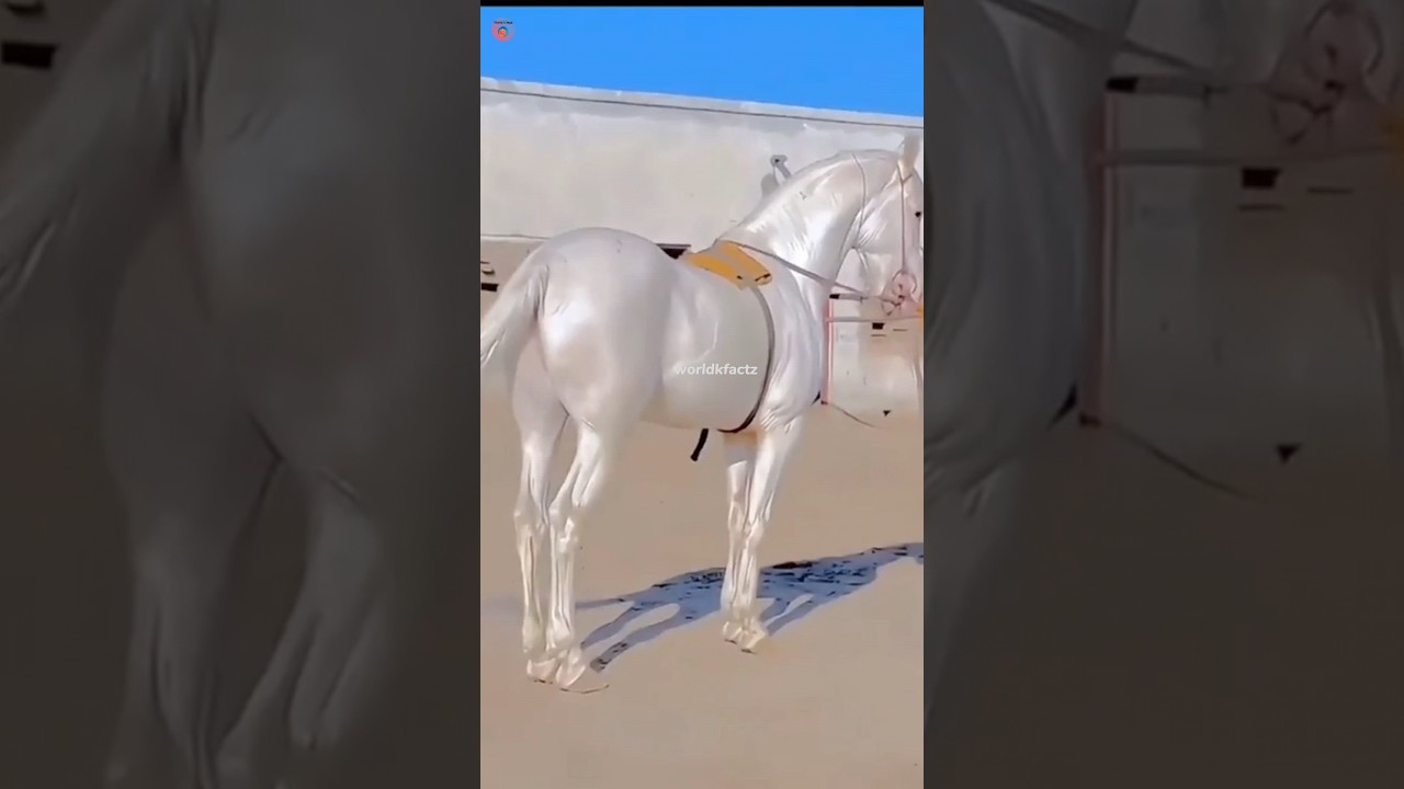 Most Expensive Horse in the World | Incredible Price Tag