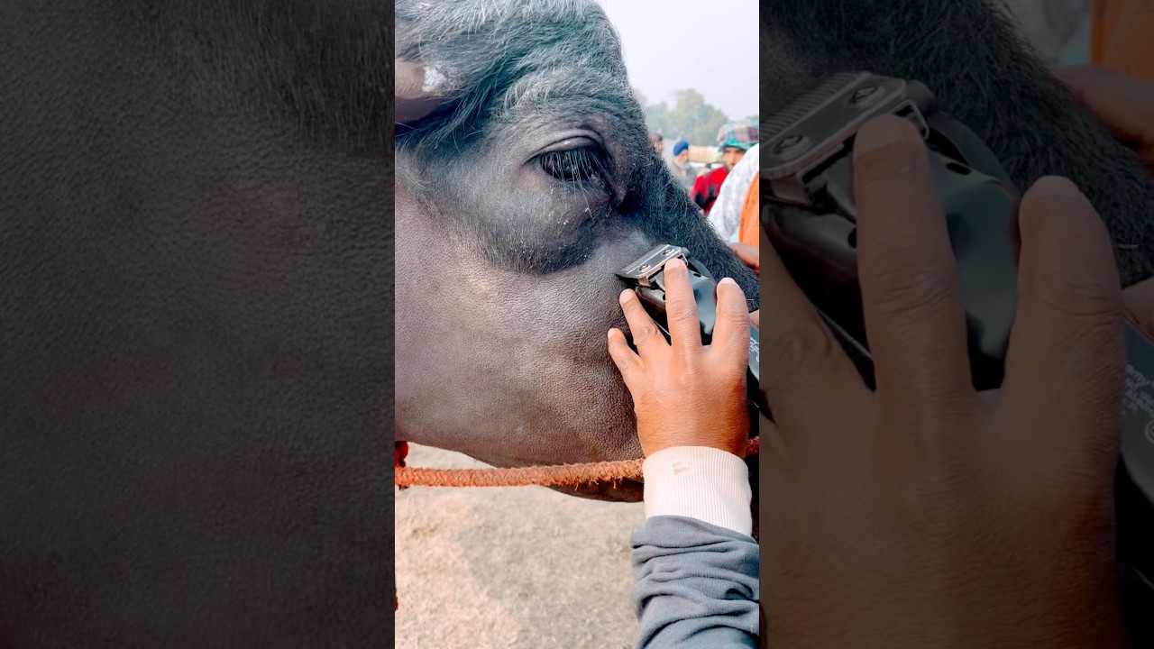 Raat Ke Shikari - Masoom Sharma | New Haryanvi Song 2025