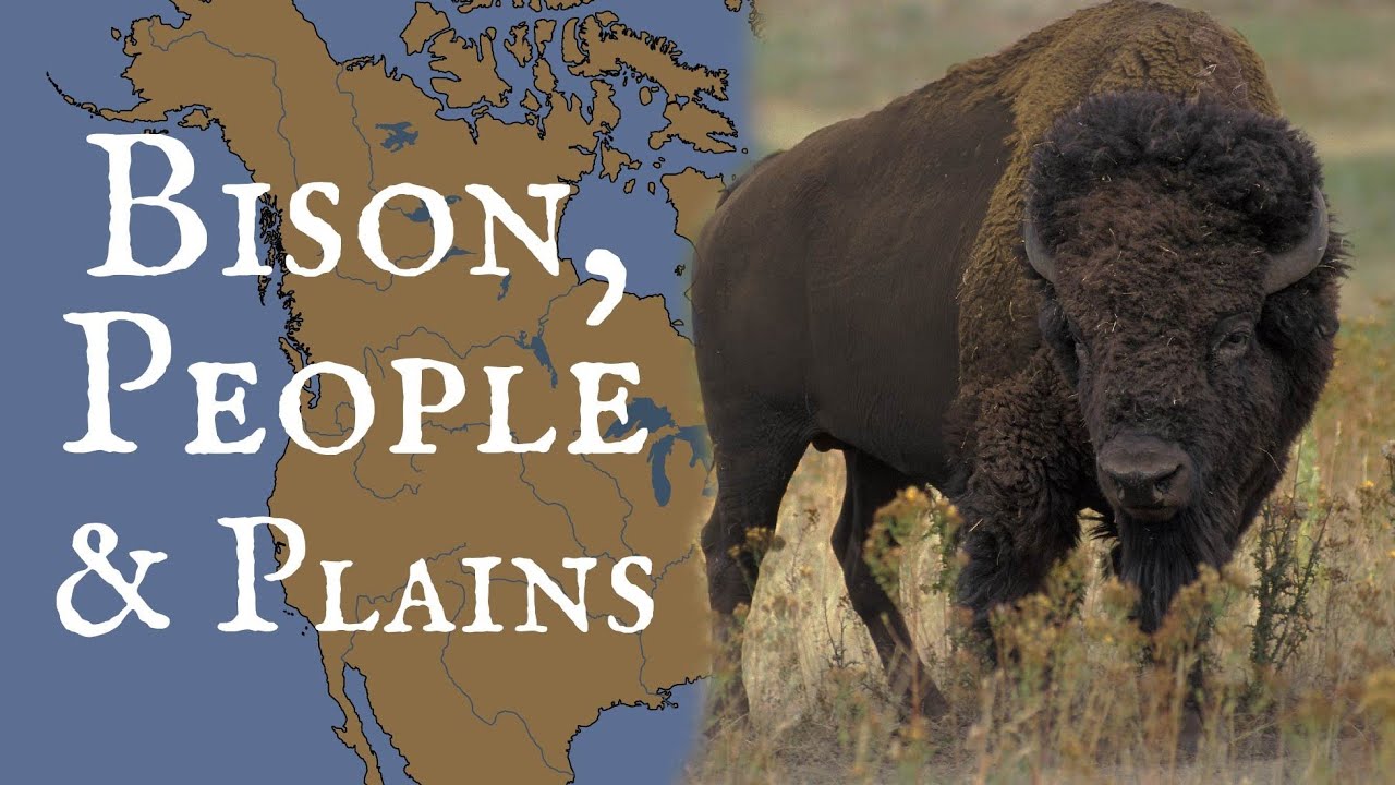 Bison and Their Role in North American Plains 🦬