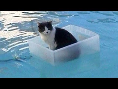 Hilarious Cat Compilation 🐱 Will Make You Laugh