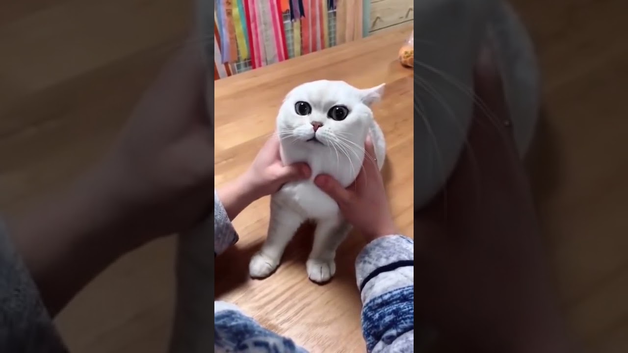 funny cats videos | cute cat status | persian cats status | my cats | cute animals videos | pets