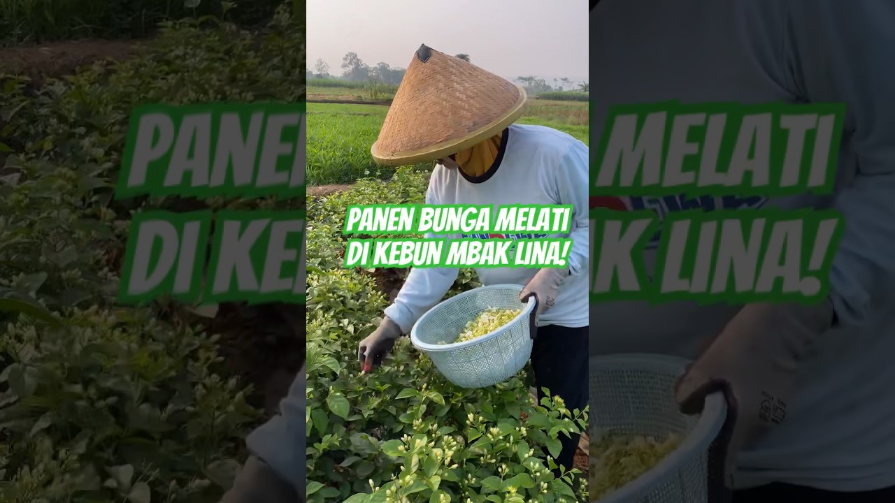 Panen bunga melati di kebun mbak lina ! #shorts #panen #bunga #melati #farmerlife
