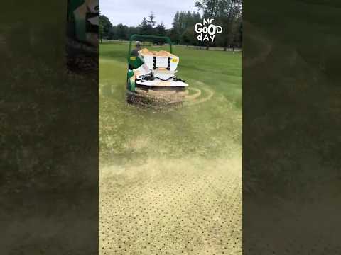 Trick to Keeping Grass Healthy #shorts