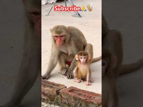 🍼🐵 #shortvideo #respect #monkey #daily #love #shorts #monkeylove #motivation