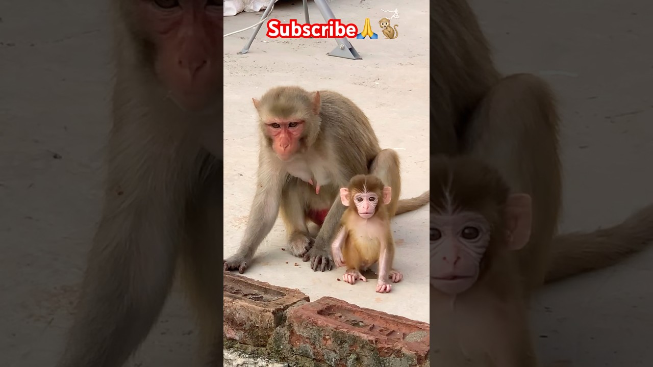 Monkey Love & Respect 🐵 | Daily Motivation