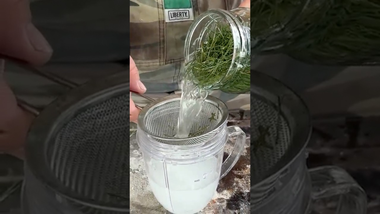 How to Make Refreshing Pine Needle Sprite at Home 🍃