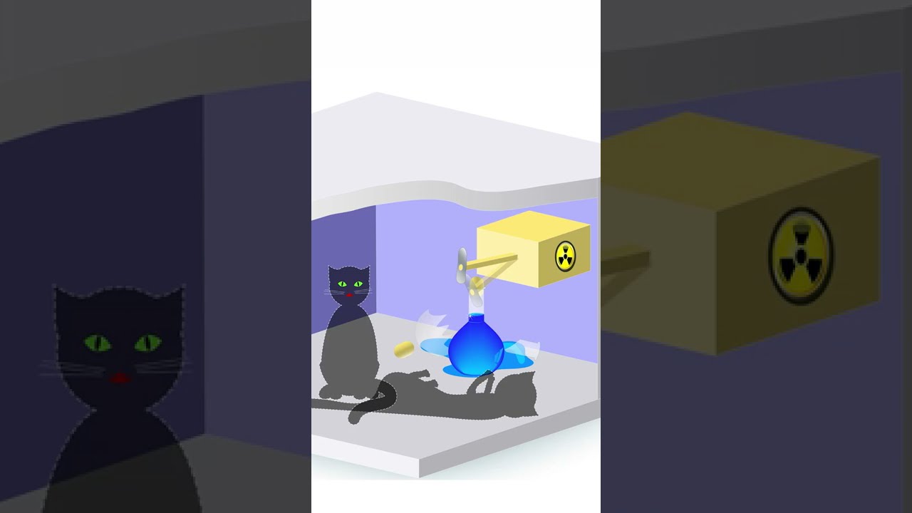 Schrödinger's Fly: Live Experiment 🪰