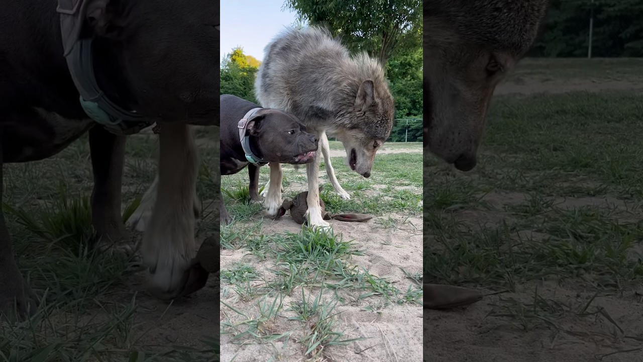 Wolf Triumphs in Training! 🐺