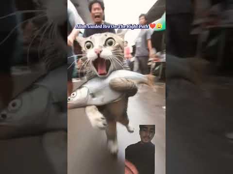 #catlover #islamicart #faithfilm