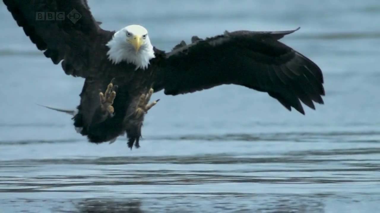 Spectacular Bald Eagle Soars and Catches Salmon Mid-Flight 🦅