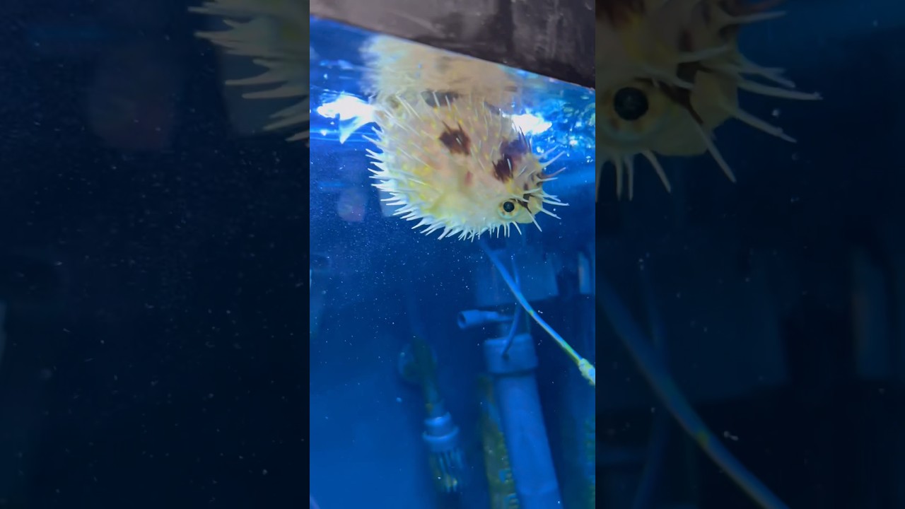New Porcupine Puffer 🐡