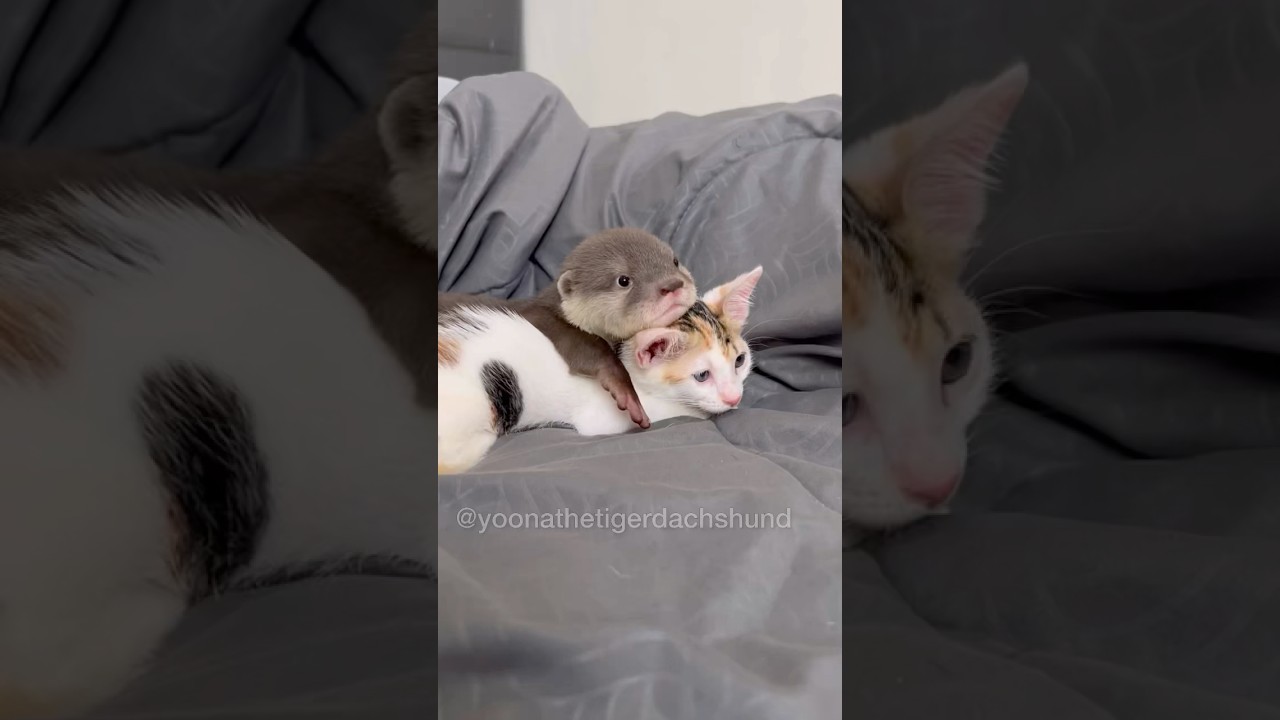 Baby Otter Meets Kitten 🦦🐈 Cute Encounter