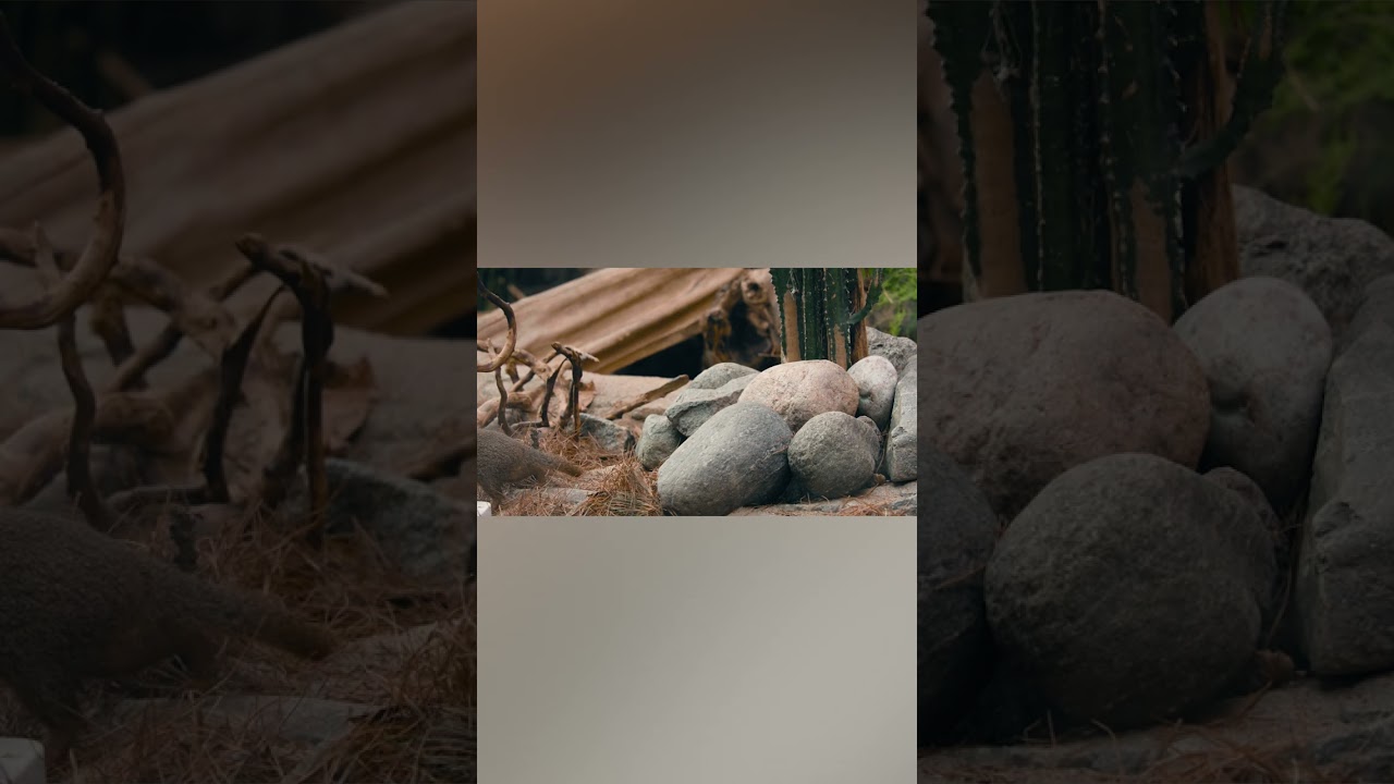 Dwarf Mongoose Play on Rocky Terrain 🐾