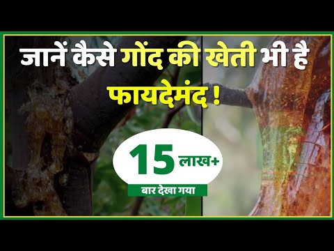 Medicinal Plant Farming | गोंद की खेती | Gum Cultivation | जाने कैसे गोंद की खेती भी है फायदेमंद