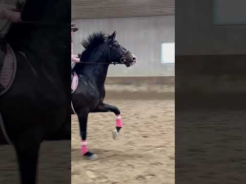 Oops, sometimes the horses get confused about new exercises. He eventually figured it out 😊. #horse