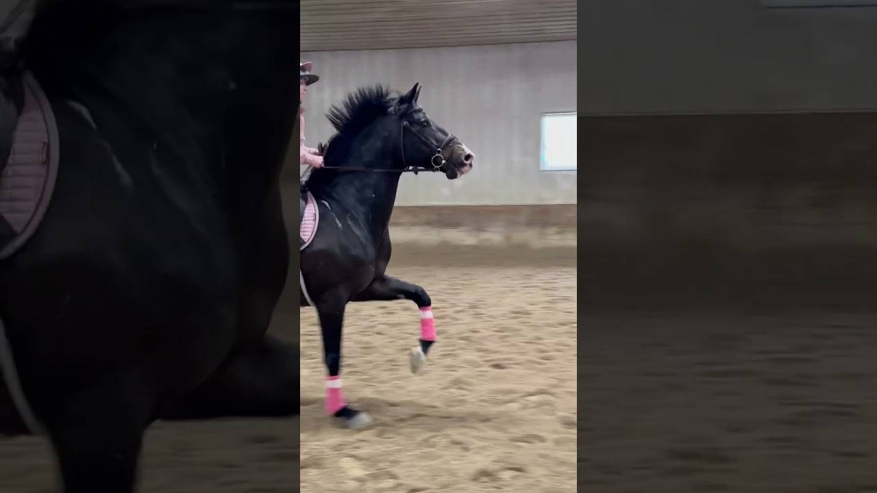 Horse Overcomes Confusion with New Exercises