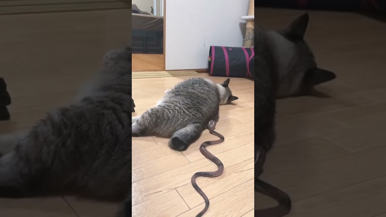 Kucing Kaget Lucu Banget π