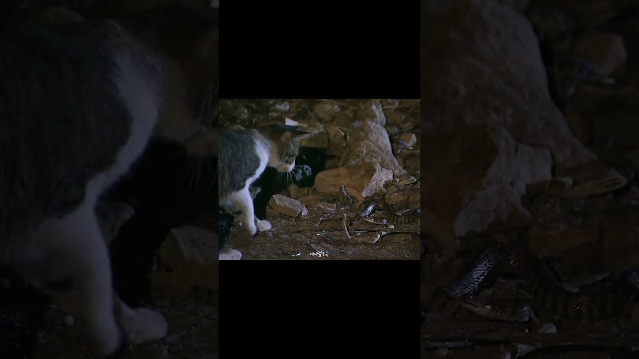 뱀 잡아먹는 고양이의 놀라운 습격 🐍