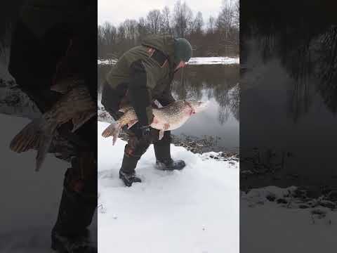 #shorts САМАЯ БОЛЬШАЯ ЩУКА 2025! ГИГАНТСКАЯ ЩУКА ЗИМОЙ НА СПИННИНГ! ЩУКА 15КГ! ТРОФЕЙНАЯ ЩУКА ЗИМОЙ!