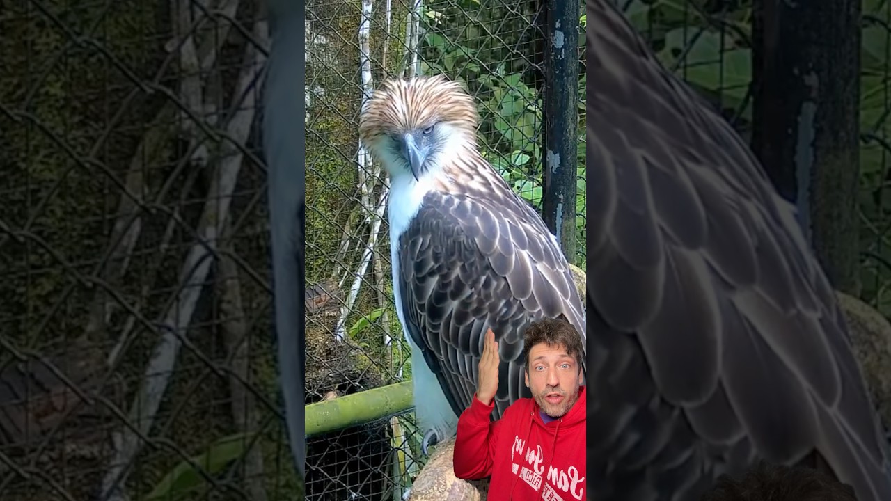 Discover the Amazing Facts About the Philippine Eagle 🦅