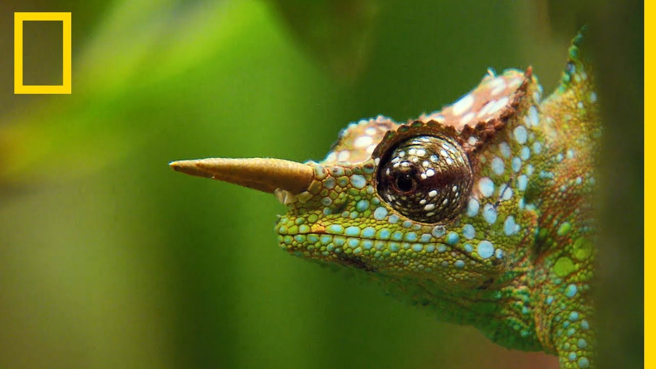 Le caméléon, maître du camouflage 🦎