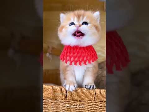 可爱小猫 😻💖 #162 #小猫 #宠物 #猫短视频 #小猫们 #病毒视频