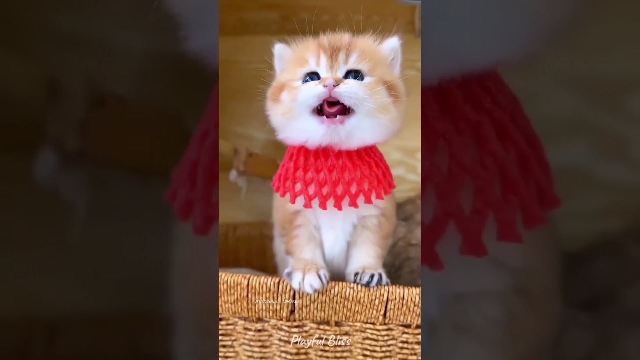 超萌小猫合集😻：搞笑可爱瞬间大集合！