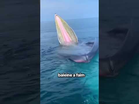 Ne Confonds Pas Ça Avec Un Bateau ! 🐋