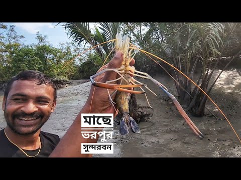 মাছ মাছ হয়ে আছে সুন্দরবন | লবণ জলে জীবন জ্বলে | সিজন ১২ | পর্ব ০৫ | Mohsin ul Hakim