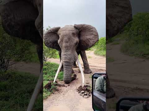 Elephant Big Tusker Crushes Ground in Powerful Display
