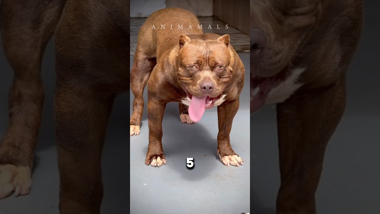 5 facts about dogs you didn’t know